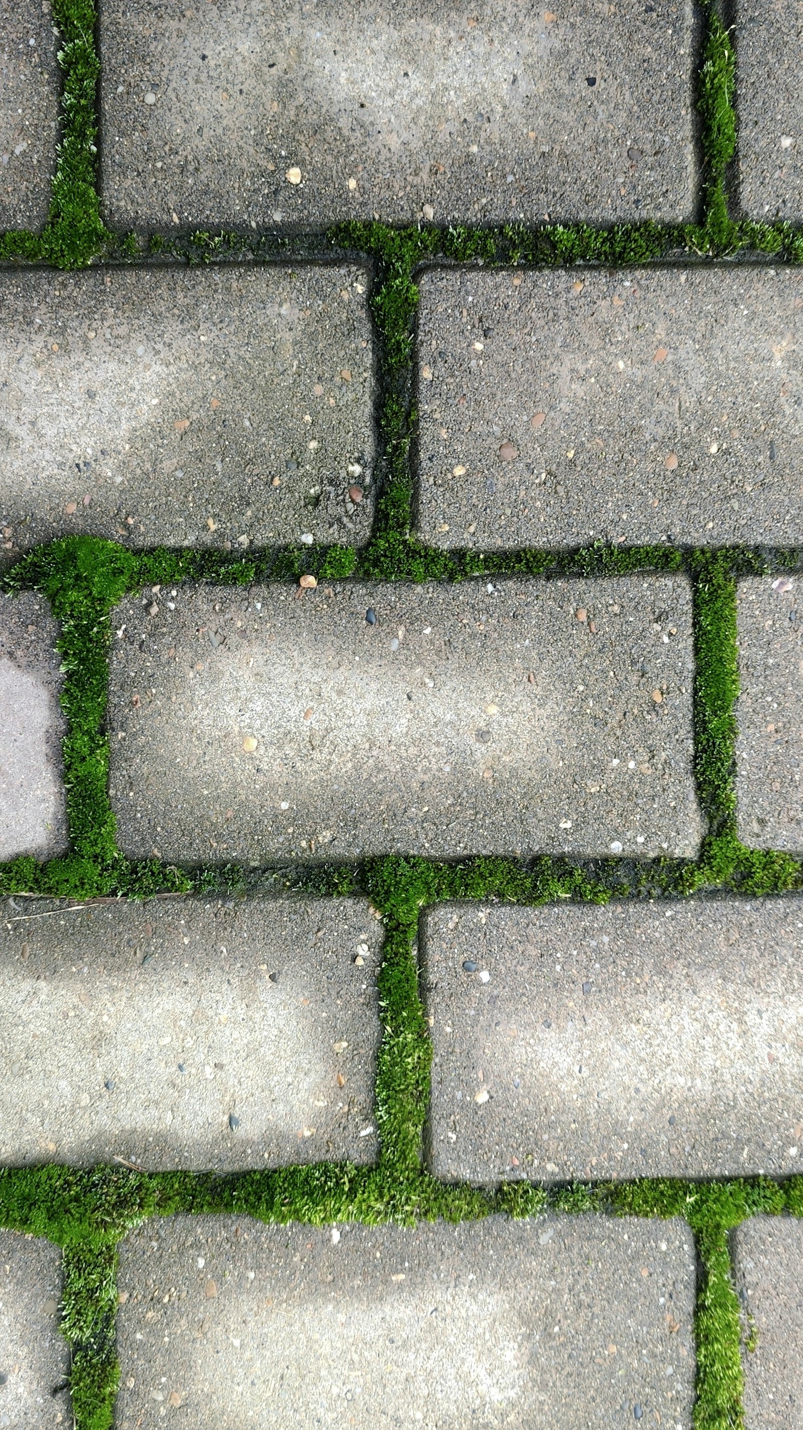 Paver walkway with moss filling every joint before cleaning